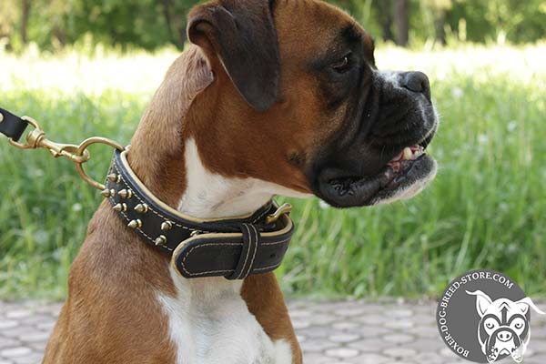 Boxer leather collar with non-corrosive spikes for daily walks