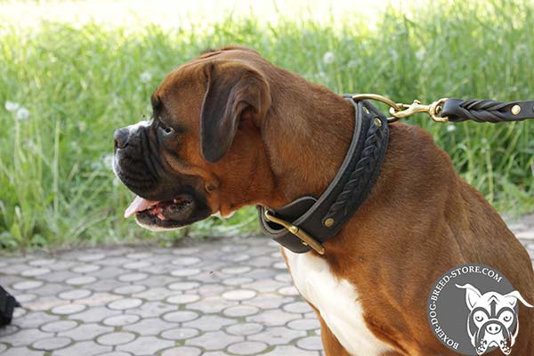 Boxer leather collar of braided design with brass plated hardware for walking