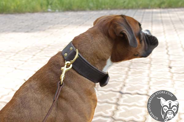 Boxer leather collar of high quality with d-ring for leash attachment for daily walks