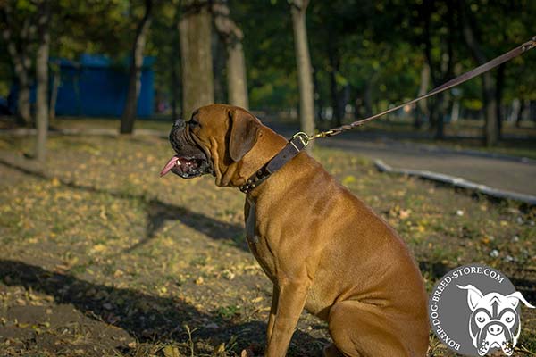 Boxer leather collar with rust-free cones for daily walks