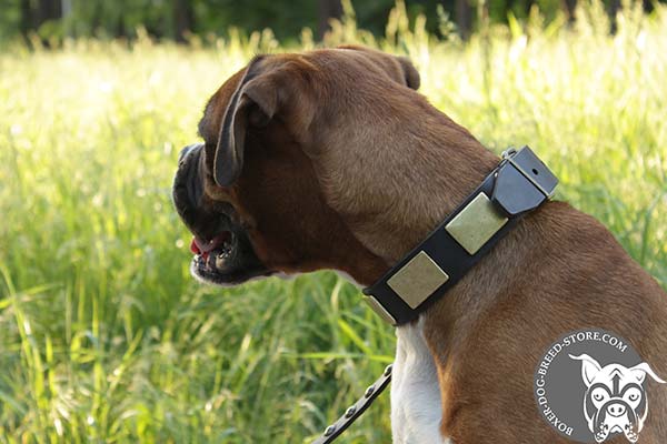Boxer leather collar wide with riveted plates for walking