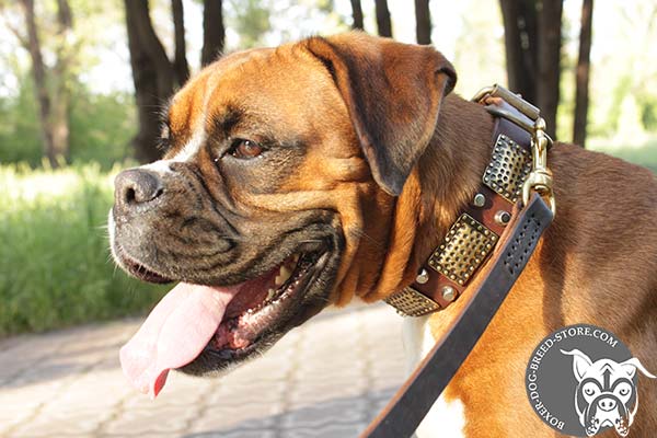 Boxer leather collar with non-corrosive brass plated hardware for daily activity