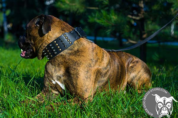 Boxer leather collar with strong nickel plated hardware for walking