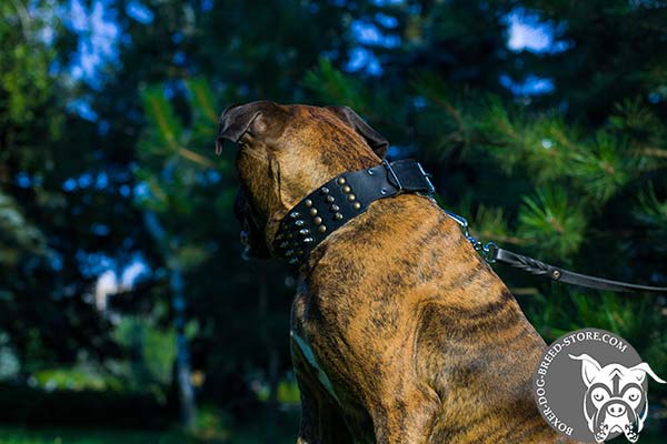 Boxer leather collar of high quality decorated with spikes and studs  for daily walks