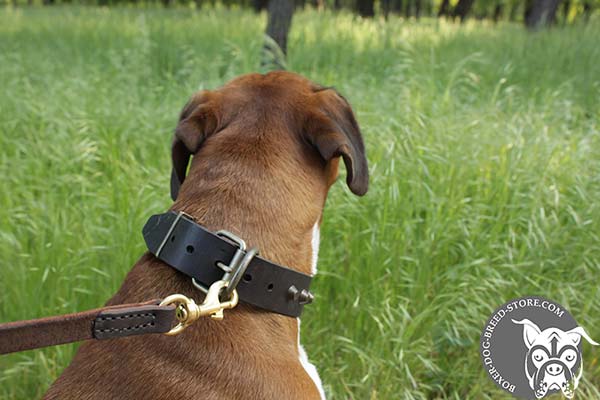 Boxer leather collar with rust-proof fittings for walking