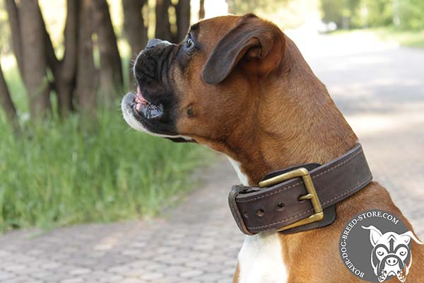 Boxer leather collar of genuine materials with riveted fittings   for daily activity