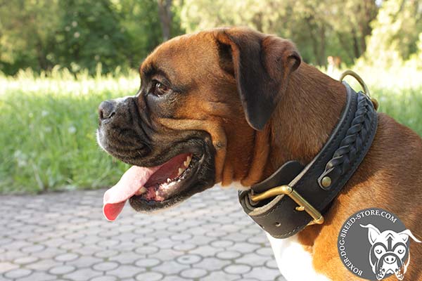 Boxer leather collar of braided design with d-ring for leash attachment for stylish walks