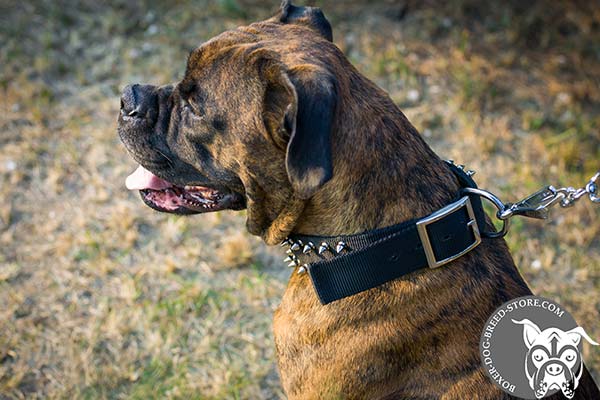 Boxer nylon collar of high quality decorated with spikes for stylish walks