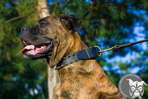 Boxer nylon collar of high quality spiked for any activity