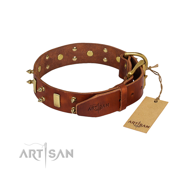 Tough leather dog collar with brass plated hardware