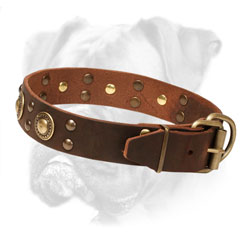 Reliable Boxer Collar with Firm Hardware