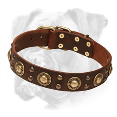 Leather Boxer Collar with Brass Circles