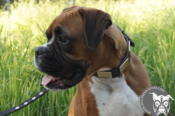 Quality Boxer collar at affordable price