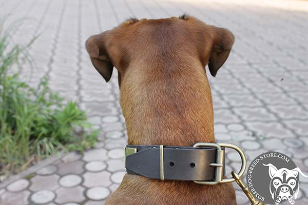 Leather Boxer collar with brass fittings