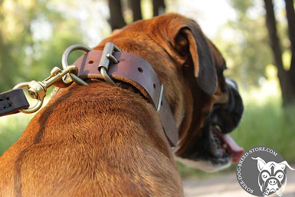 Universal Boxer collar with brass hardware