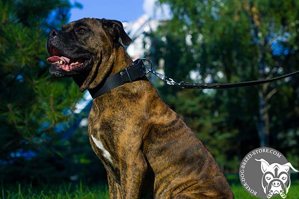 Classic design leather collar for Boxer