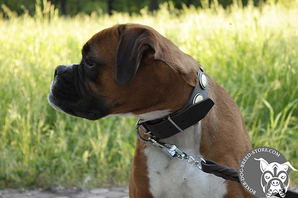Superior leather Boxer collar with decorations