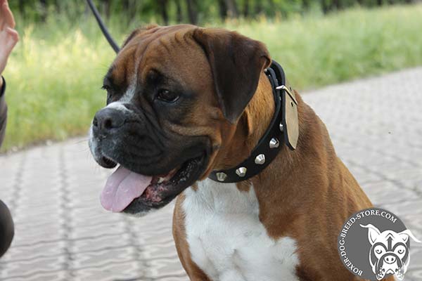 Everyday walking leather Boxer collar