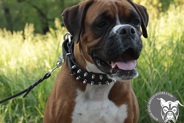 Boxer collar for everyday walking