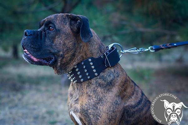 Excellent quality Boxer collar