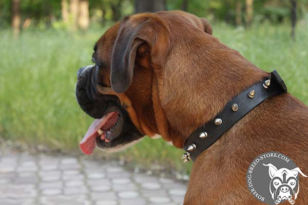 Leather Boxer collar with one row of spikes