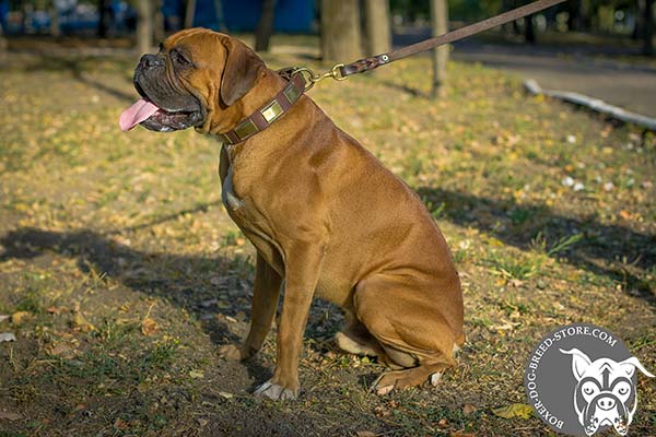 Brown leather Boxer collar for utmost safety