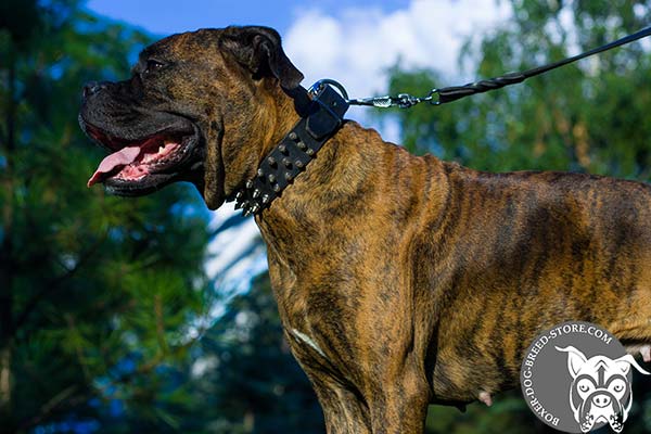 Stylish leather Boxer collar for walking