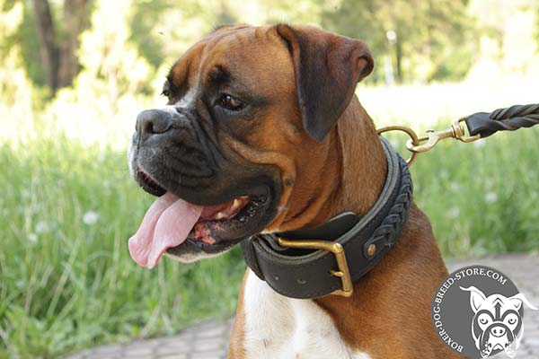 Genuine leather Boxer collar with braids