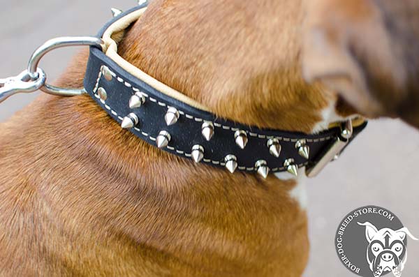 Spiked leather padded collar for Boxer