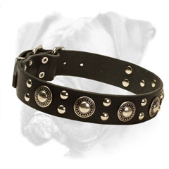 Leather Boxer Collar Conchas Decorated