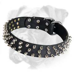 Wide spiked leather Boxer collar