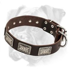 Extra wide leather Boxer collar with old style massive plates