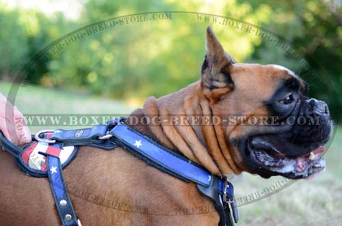 Awesome leather harness for your Boxer