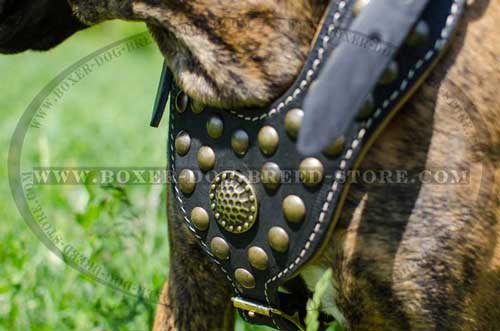 Suberb quality leather harness