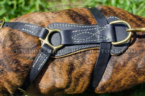 Royal leather Boxer harness