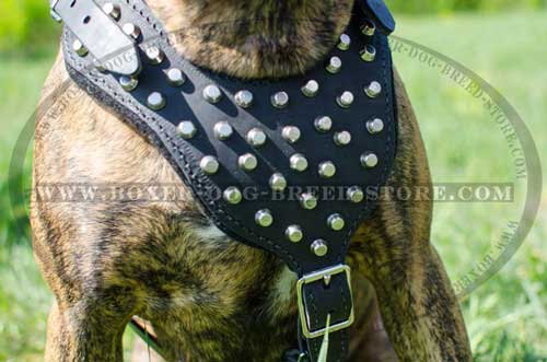 Elegant leather harness