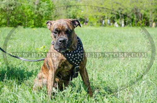 Exclusive Boxer harness