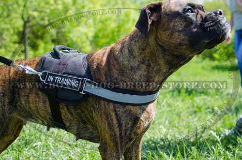 Nylon harness is ideal for pulling and tracking
