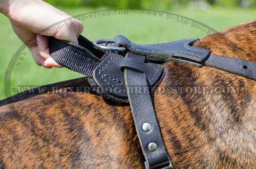 Custom made leather harness for your Boxer