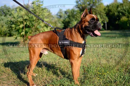 Practical and reliable harness for Boxer