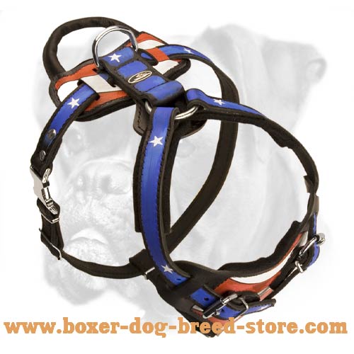 Soft padded leather harness for exra comfort of your Boxer