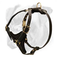 Soft and strong Boxer harness
