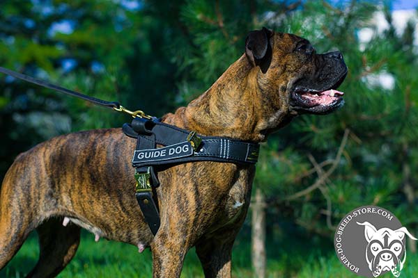 Boxer assistant harness with removable ID patches