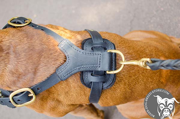 Leather Boxer harness with padded back plate