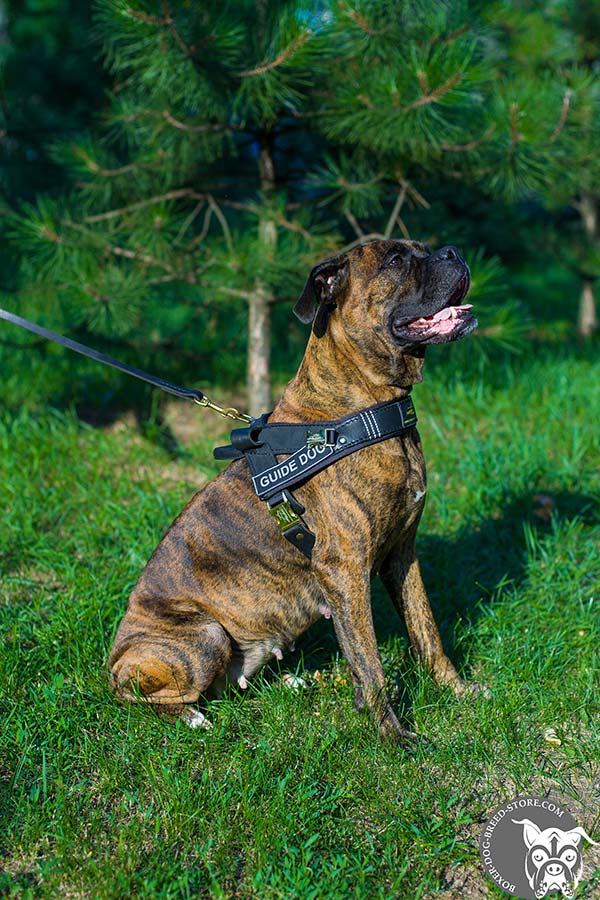 Extra comfortable Boxer assistant harness