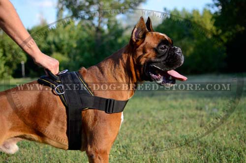 Easy and safe control of your Boxer with Nylon Harness 