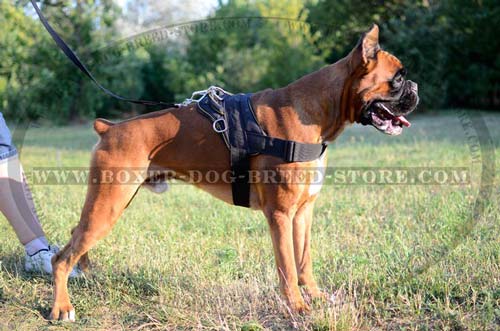 Any weather Boxer harness