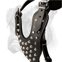 Comfort, safety, low price, time economy and gorgeous look in one harness!