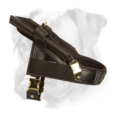 Comfortable Leather Boxes Harness