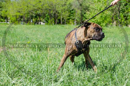 Snug fit leather Boxer harness